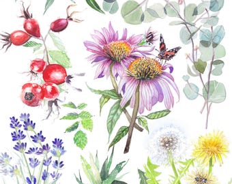 Plantas curativas 11x14" Impresión