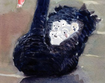 Cisne Negro y su Cygnets Impresión 5x7"