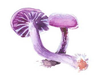 Impresión de amatista engañador seta 6 x 6"