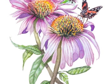 Impresión de echinacea y mariposa 5x7"
