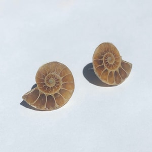 Fossilized Nautilus Shell Earrings