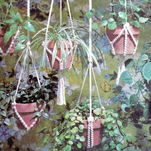 May include: Four potted plants hanging from macrame plant hangers. The plants are in terracotta pots and the hangers are made of white cord. The plants are hanging in front of a floral patterned wallpaper.