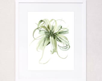 Tillandsia Xerographica Air Plant (Watercolor Art Print)