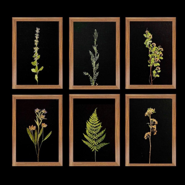 Herbarium Frame Etsy