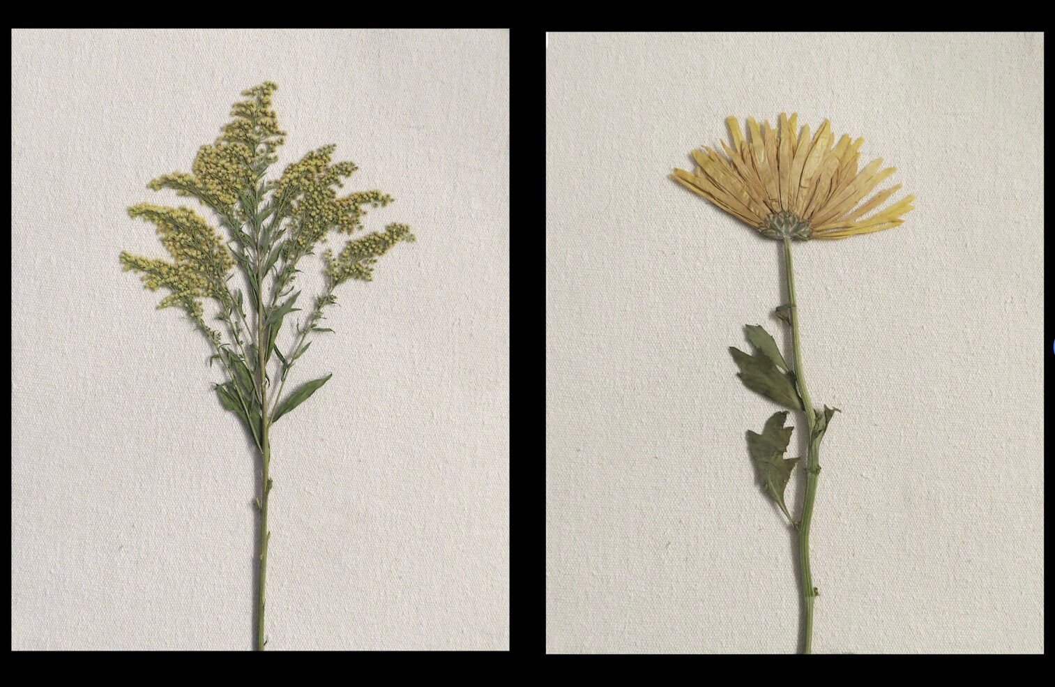 PRINTS Pair of restoration Hardware Style Botanical Etsy UK