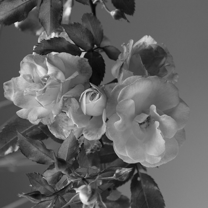 FLORAL DELUSION Botanical Perfume Spray Wild Roses, Petrichor, Summer Leaves image 3