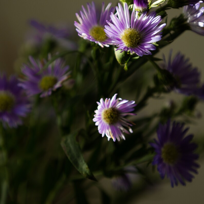 CRYSTAL Infused Soy Candle SUSTAINABLE and All Natural Blue Chamomile, Ylang Ylang Cypress Essential Oil Candle image 4