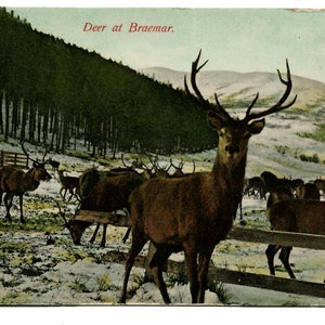 Carte postale cerf à Braemar UK Ecosse Aberdeenshire montagne neige forêt posté 1909