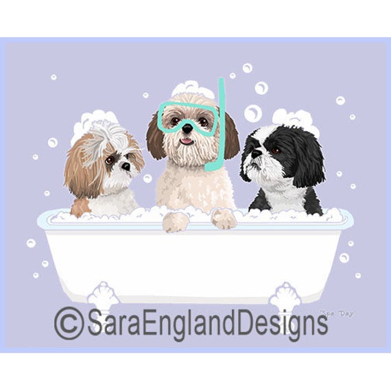 Buy shih tzu online 2025