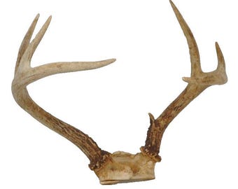 7 Point Deer Antlers Skull Rack Horns Gnarly Taxidermy B6