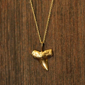 Shark tooth necklace, gold shark tooth pendant, beach necklace, a 14k gold plated sterling silver sharks tooth on a 14k gold filled chain image 7