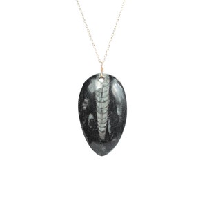 Fossil necklace, Orthoceras necklace, straight horn necklace, mollusk necklace, an ancient orthoceras pendant on a 14k gold filled chain