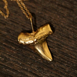 Shark tooth necklace, gold shark tooth pendant, beach necklace, a 14k gold plated sterling silver sharks tooth on a 14k gold filled chain image 5