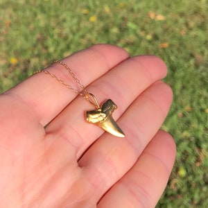 Shark tooth necklace, gold shark tooth pendant, beach necklace, a 14k gold plated sterling silver sharks tooth on a 14k gold filled chain image 2