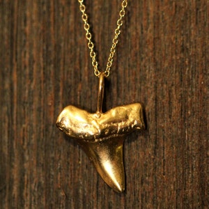 Shark tooth necklace, gold shark tooth pendant, beach necklace, a 14k gold plated sterling silver sharks tooth on a 14k gold filled chain image 8