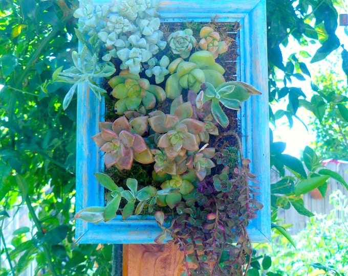 8X6 Succulent Wall Art Vertical Succulent Planter Vertical Etsy