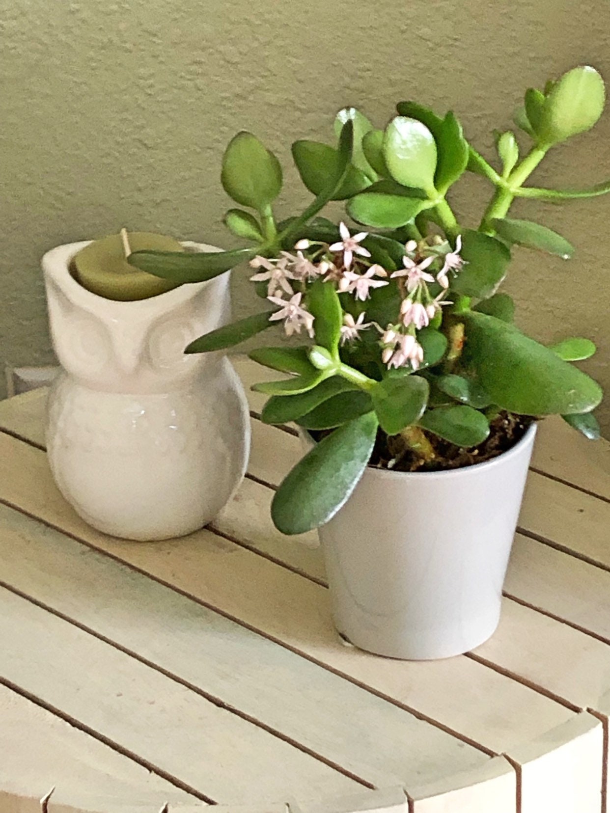 Potted Jade Plant Large Jade Plant Jade Plant Arrangement Etsy