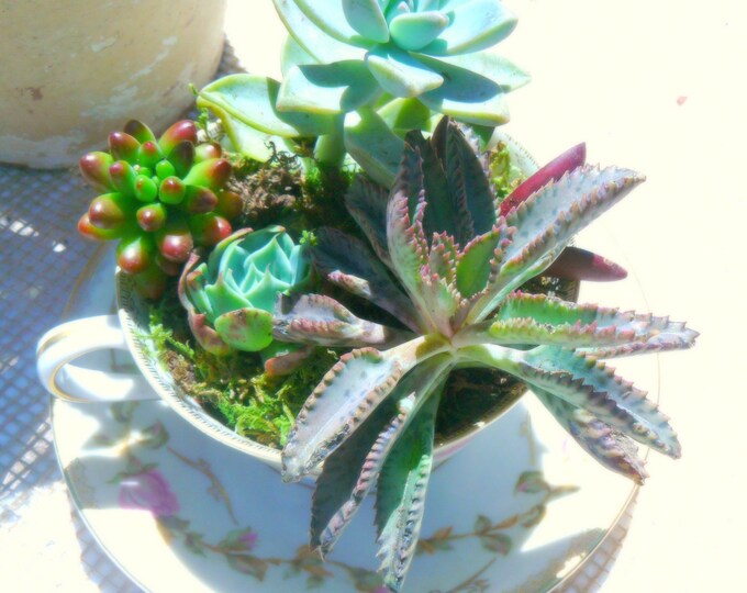 Teacup Succulent Garden Succulent Planter Succulents in Etsy