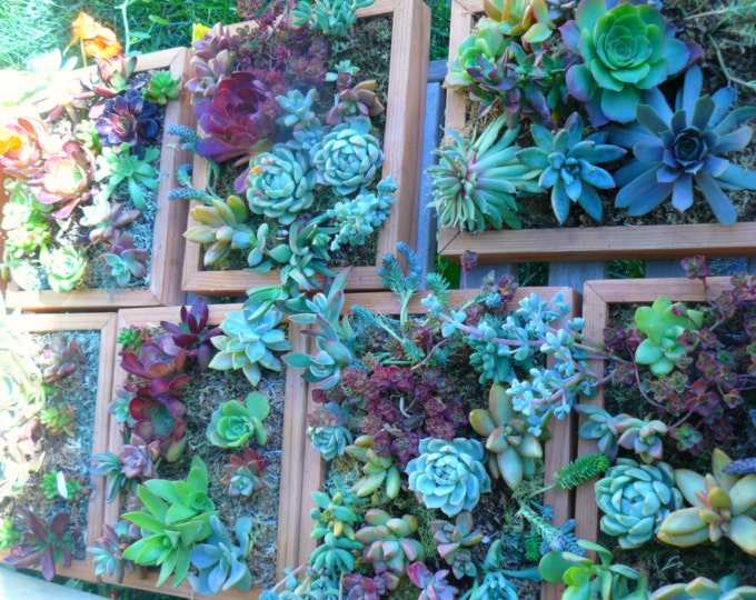 Custom Order for Carie Living Wall Art Kit Vertical Garden Etsy