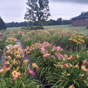 10 Unique Daylilies! Plant a rainbow of color! FREE SHIPPING!