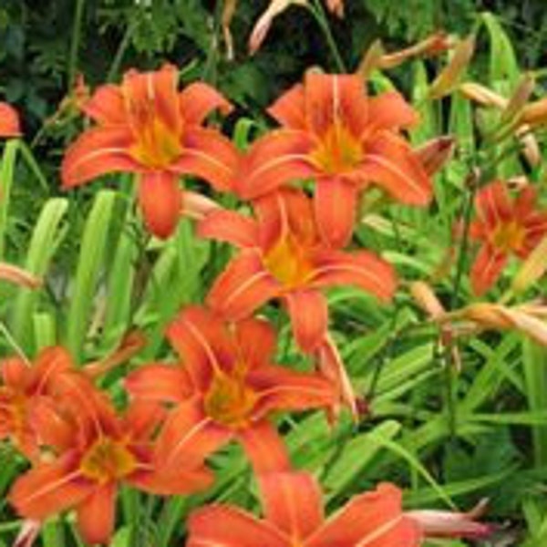 8  Historic Orange Daylilies just like Grandma's  FREE SHIPPING!