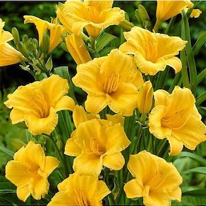 May include: A cluster of vibrant yellow daylilies in full bloom. The flowers have ruffled petals and prominent stamens, set against a backdrop of green foliage. The image showcases the natural beauty of these garden flowers.
