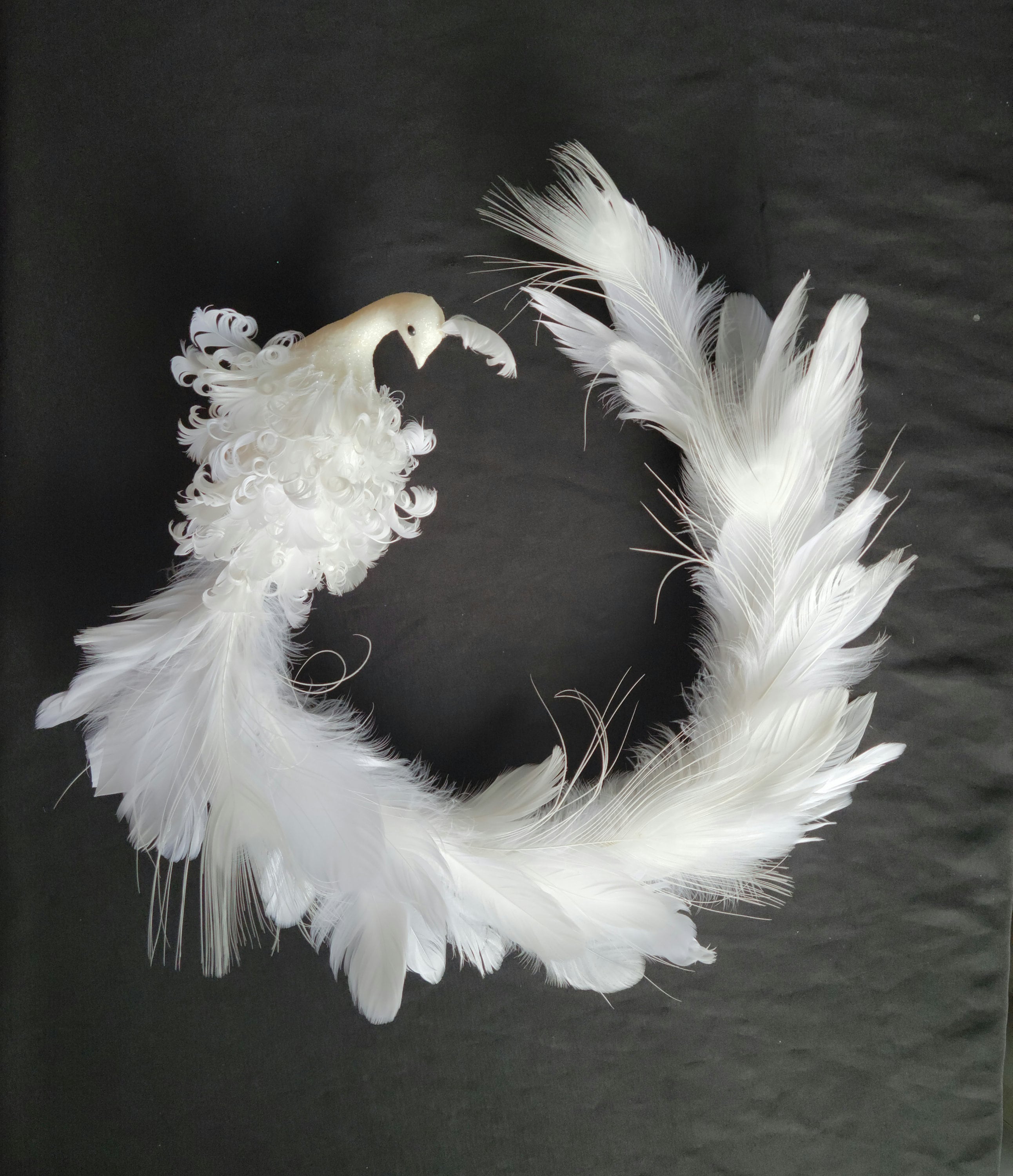 White Peacock Wing Feathers