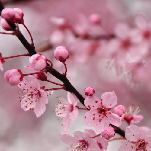 シルクオーガンジーの花びらとベルベットの薔薇　帽子 シルクオーガンジーの花びらとベルベットの薔薇 帽子