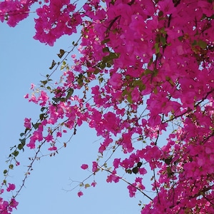 Carte Postale Bougainvillea • Taichung • Taïwan • ©La Touch'Turkoiz