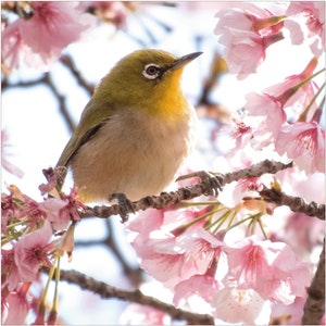 Postal Pájaro • Sakura • Japón • ©La Touch'Turkoiz