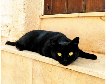 Cat Postcard • La Puglia • Italia • Photography • ©La Touch'Turkoiz