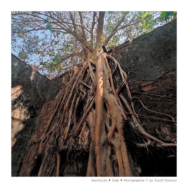 Carte Postale Racines d'arbre • Inde • Photographie • ©La Touch'Turkoiz