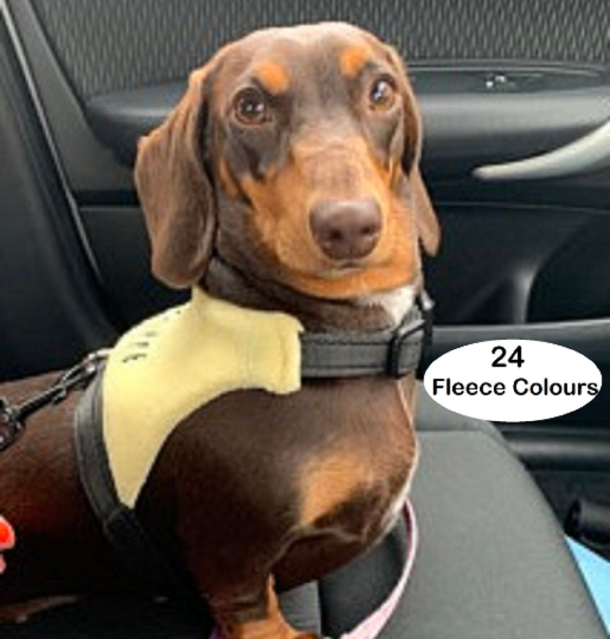 Dachshund Dog Harness No Rub Harness Perfect Fit Harness Etsy