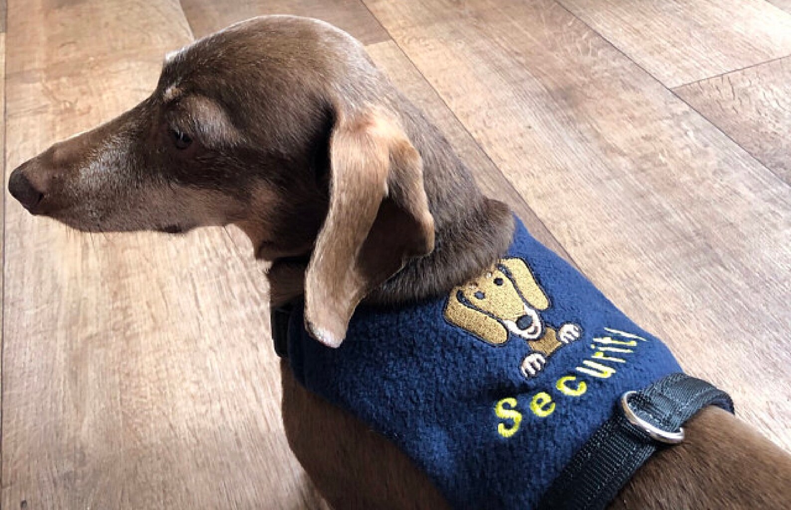 Wiener Dog Harness Teckel Vest Harness Dachshund No Rub Etsy