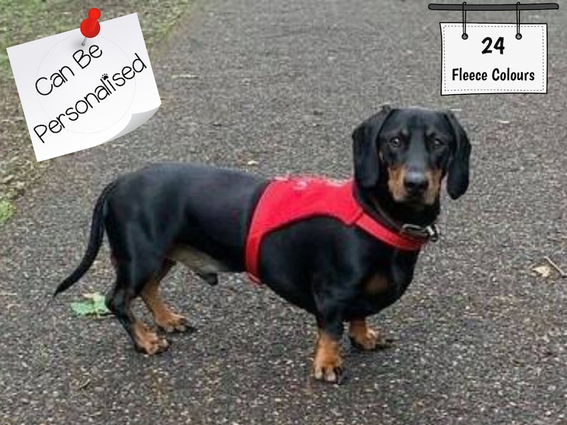 custom made dog harness