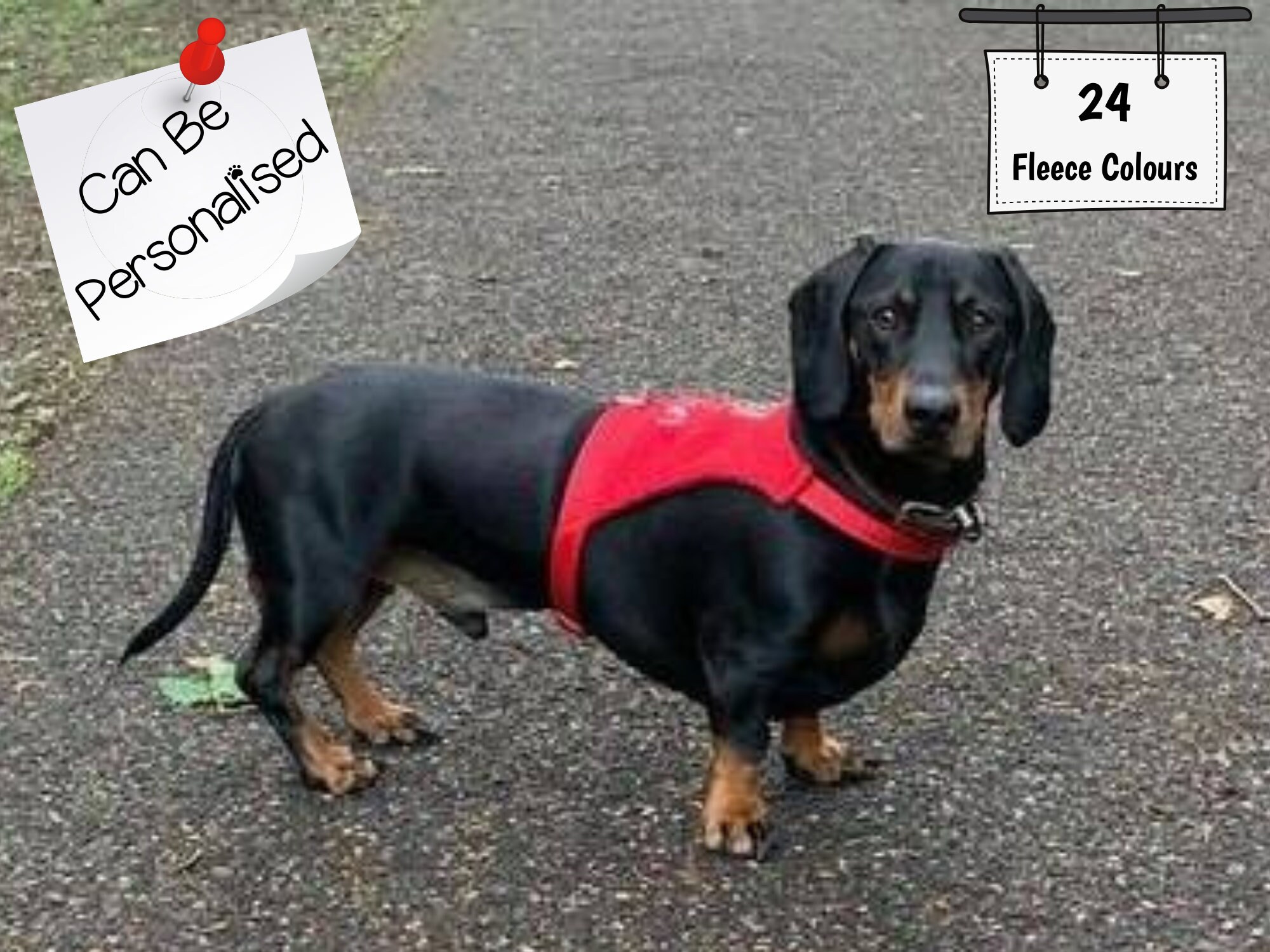 custom dachshund harnesses