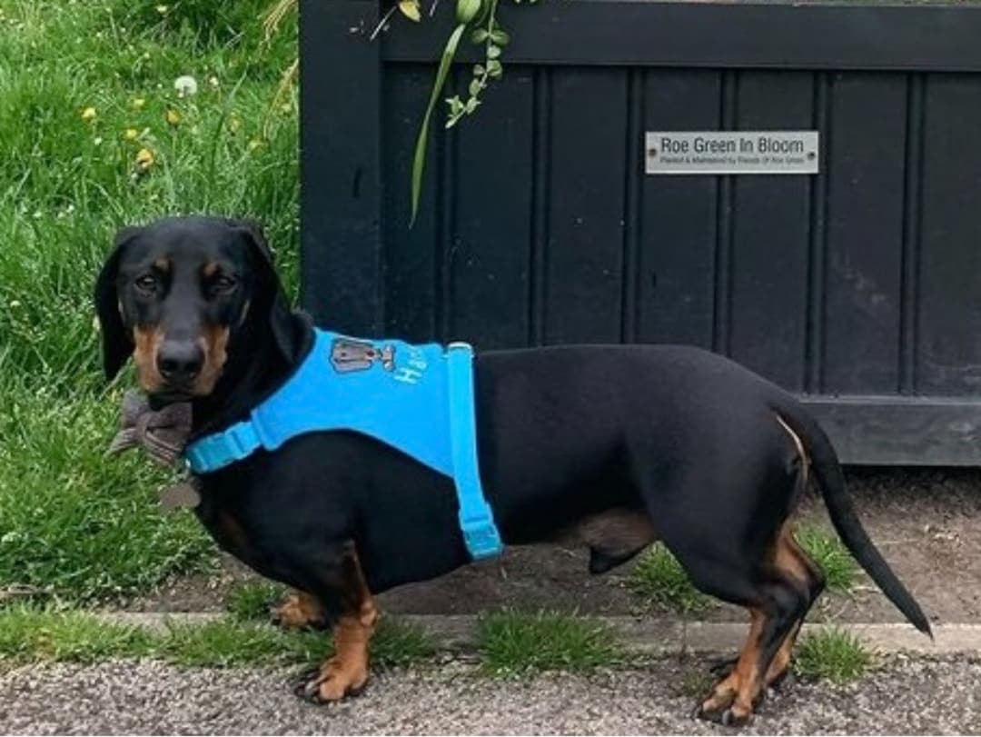 Personalised Dachshund Dog Harness, Soft Cotton Wiener Harness, Made to