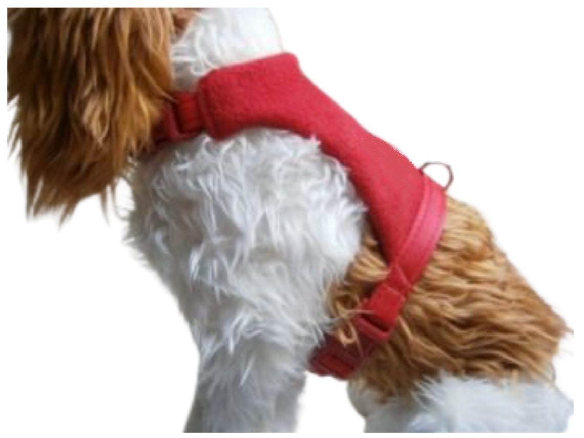 Cavalier King Charles Spaniel Dog Harness Soft Puppy Harness Etsy