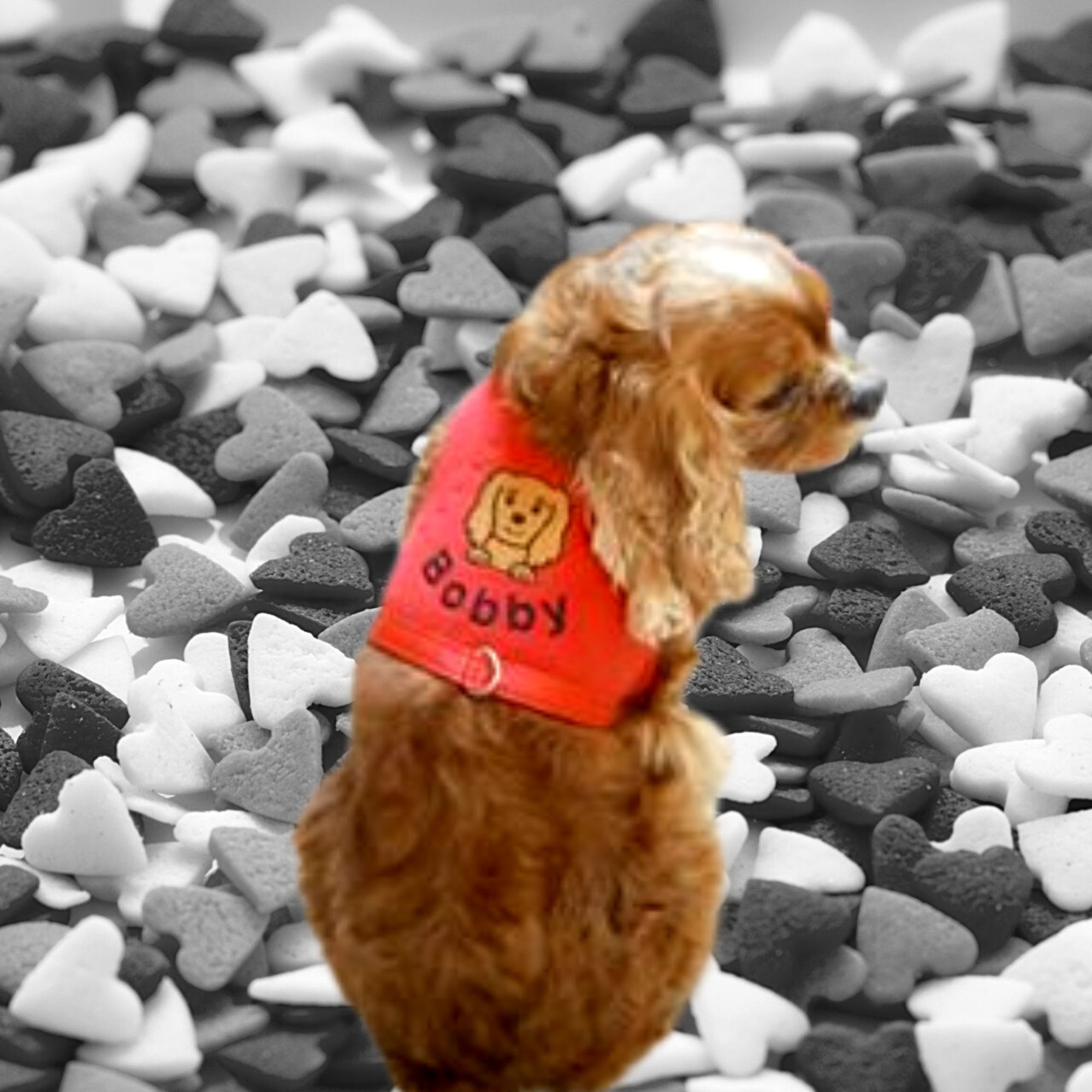 Cavalier King Charles Spaniel Dog Harness Soft Puppy Harness Etsy