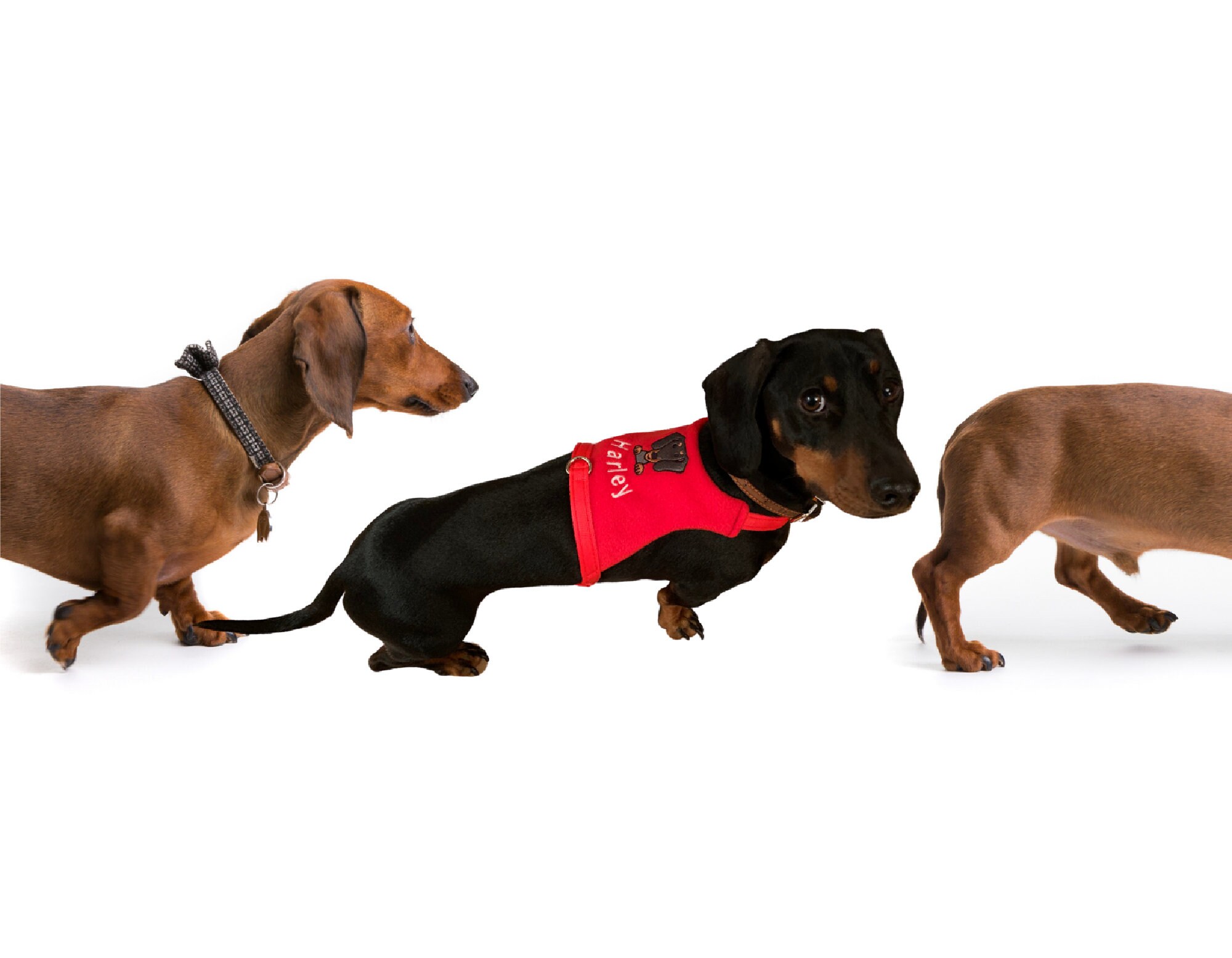 Sausage Dog Harness Dachshund Vest Harness No Rub Harness Etsy