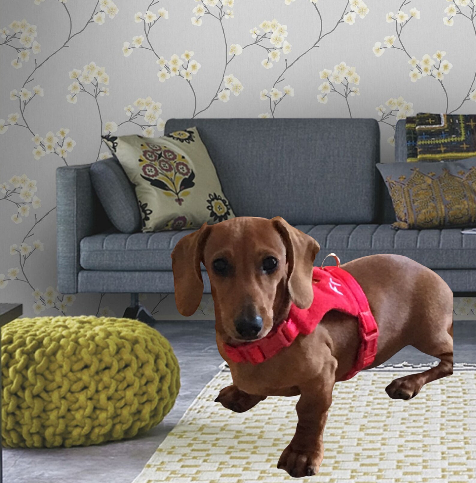 Dachshund Harness No Rub Adjustable Harness Soft Dackel Vest Etsy