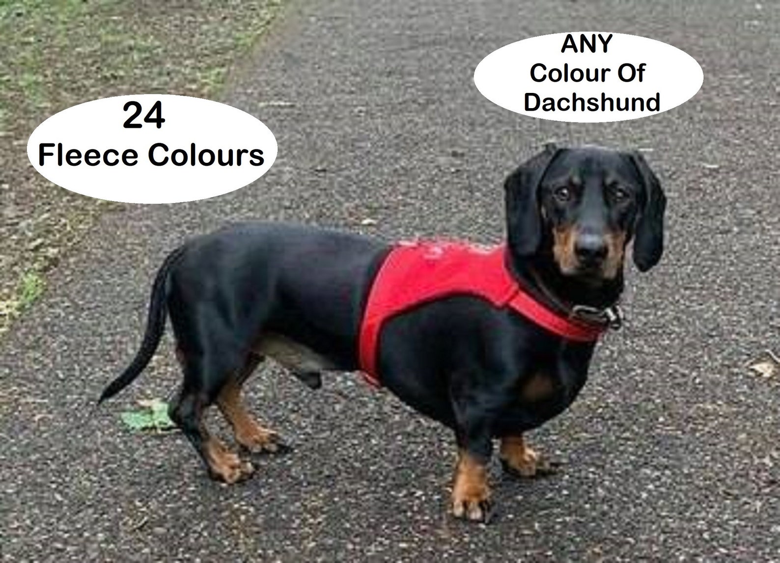 Dachshund No Rub Harness Custom Made Dackel Harness Soft Etsy