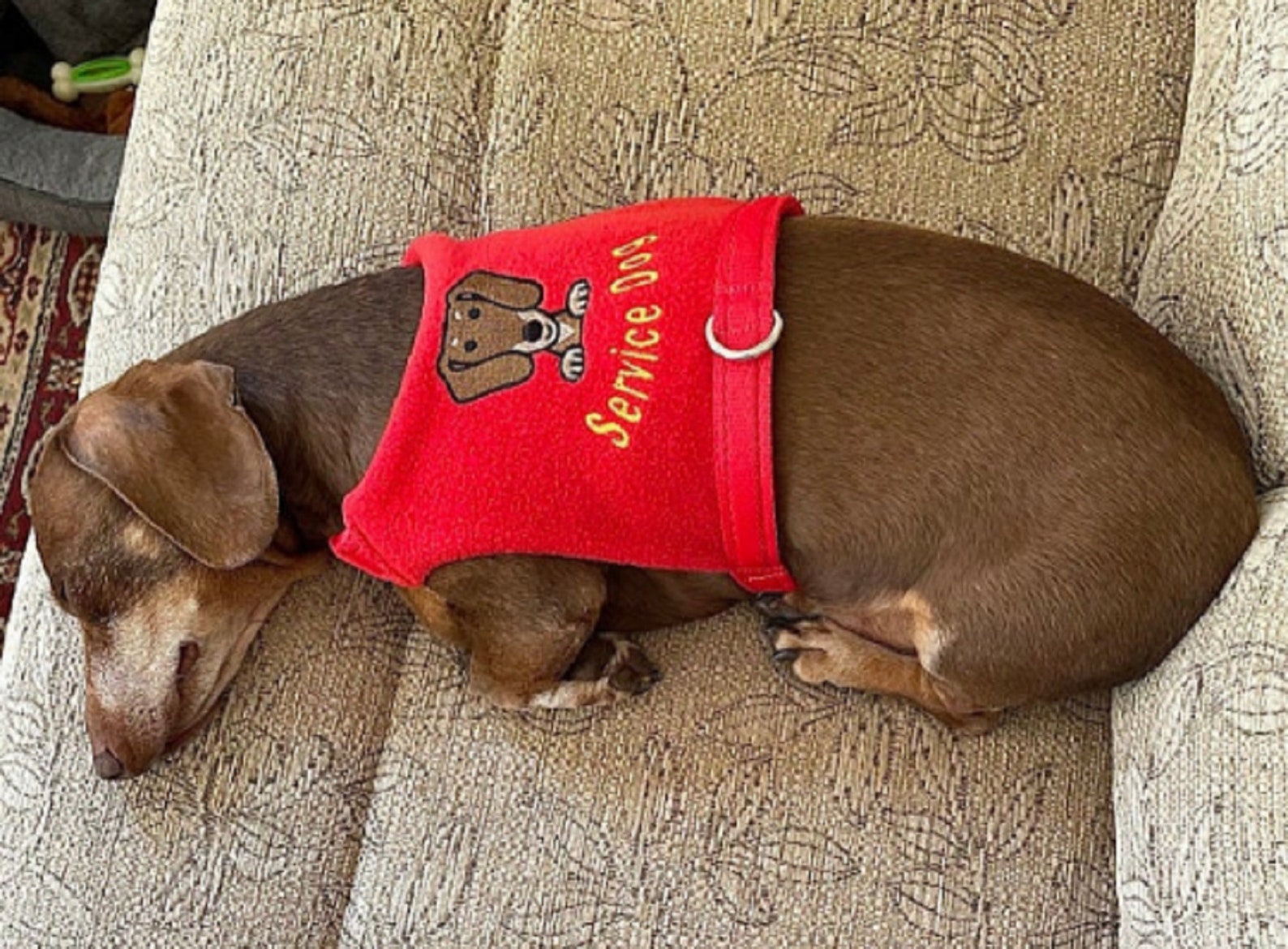 Dachshund Dog Harness No Rub Harness Perfect Fit Harness Etsy