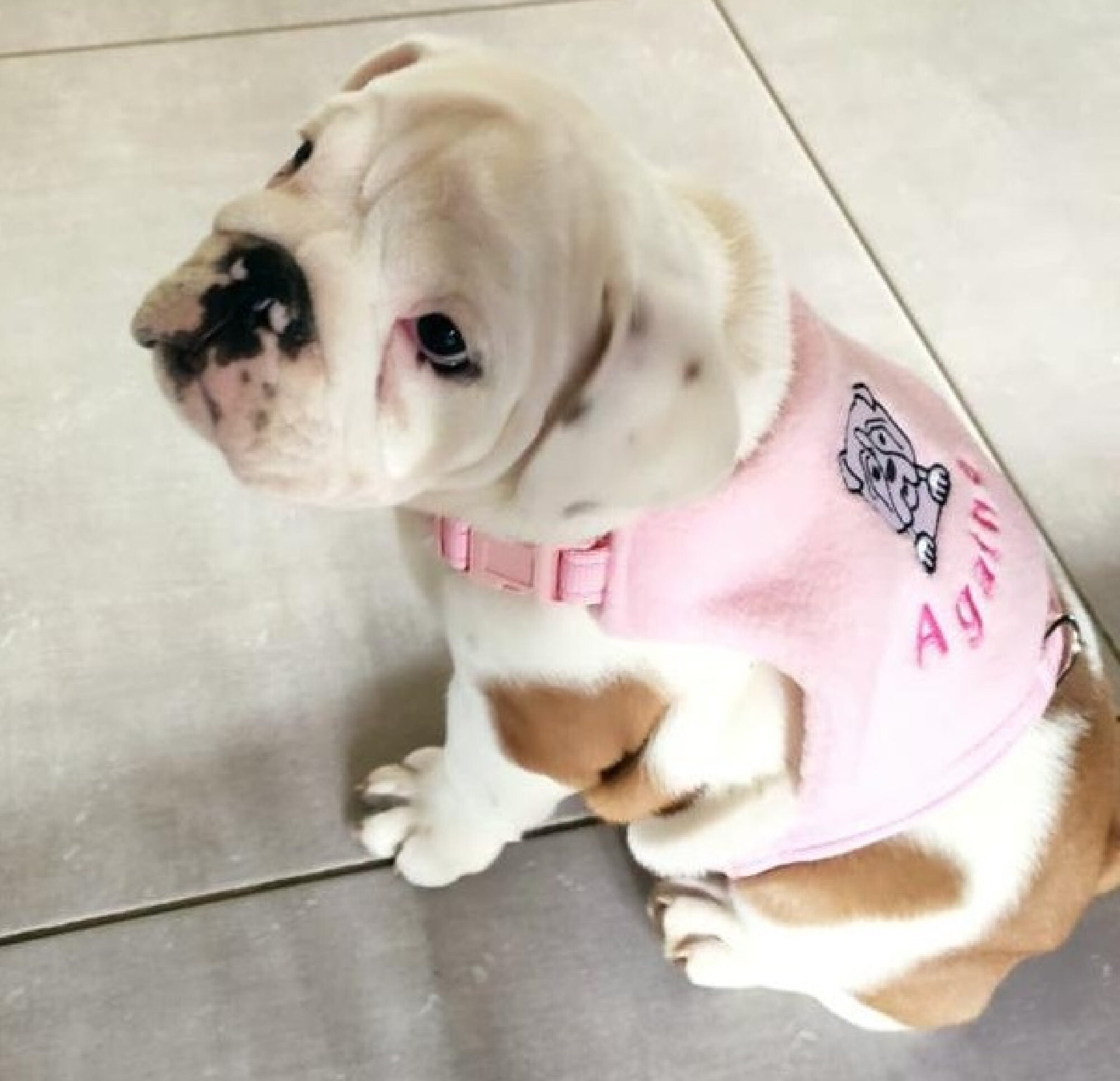 Dog Harness No Rub Under Front Legs Made to Measure Soft Dog Etsy