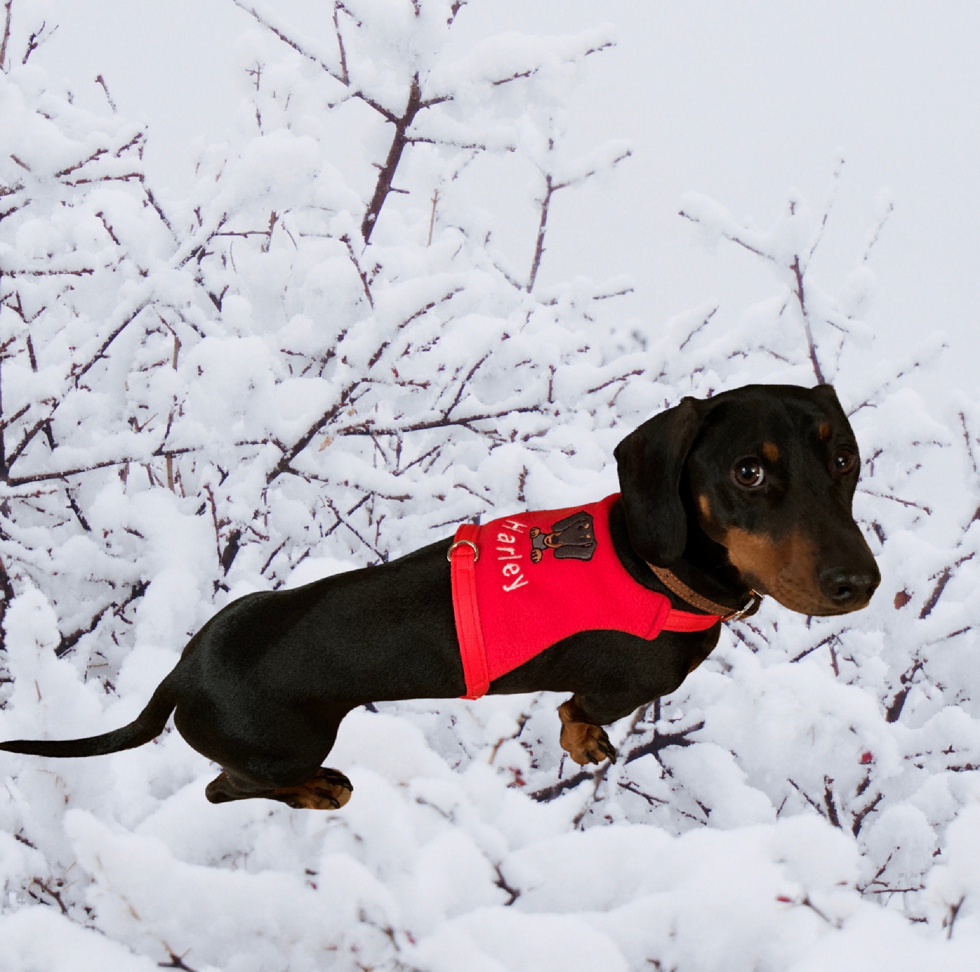 Sausage Dog Harness Dachshund Vest Harness No Rub Harness Etsy