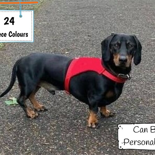 dachshund harness amazon