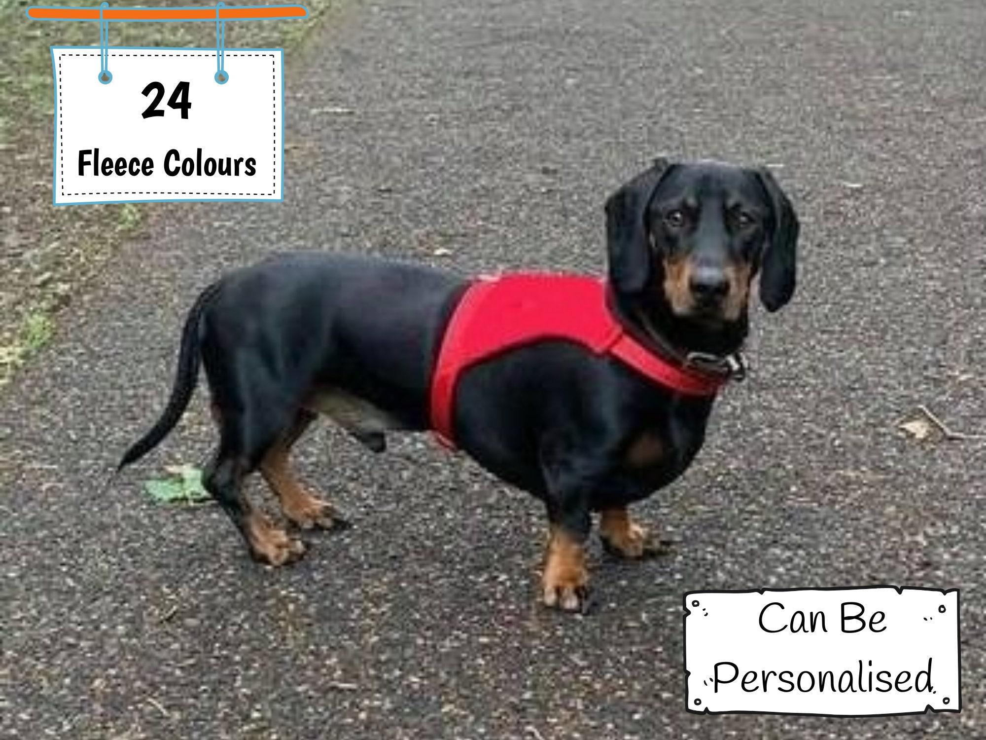 dachshund harness uk