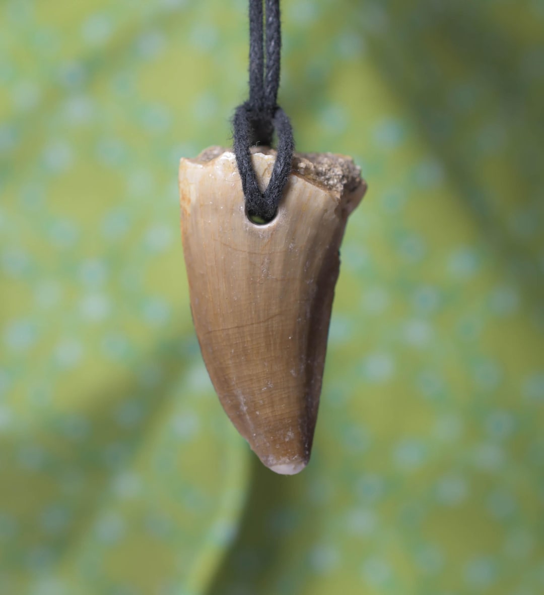 Dinosaur Fossil Tooth Pendant Mosasaur Tooth Pendant Fossil Tooth