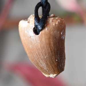 Dinosaur fossil tooth Pendant Mosasaur Tooth Pendant Fossil Tooth Pendant Necklace