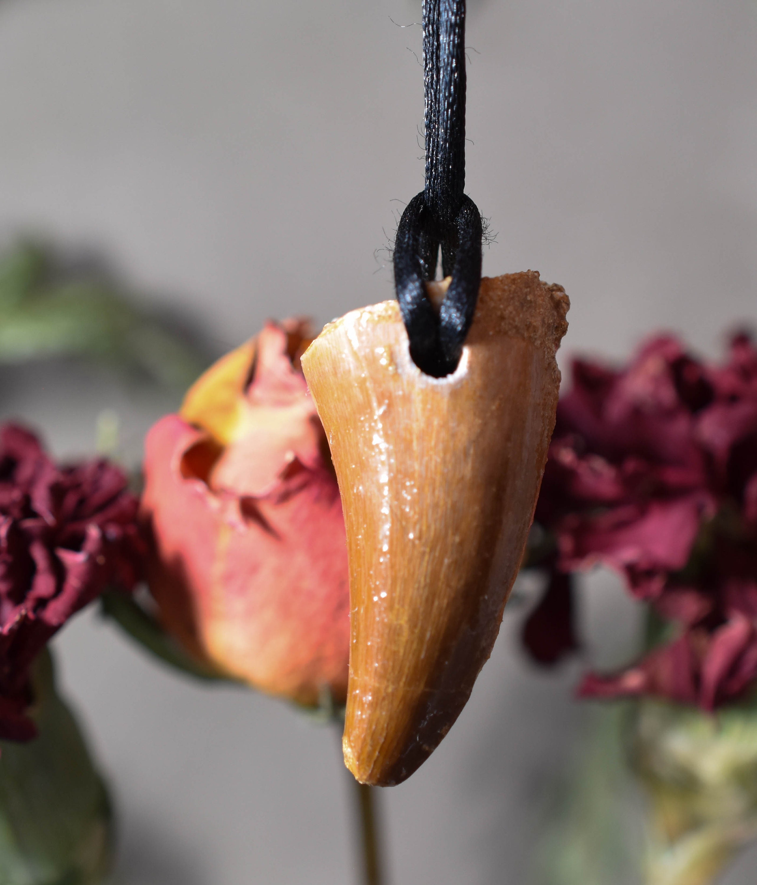 Dinosaur Tooth Necklace - Etsy